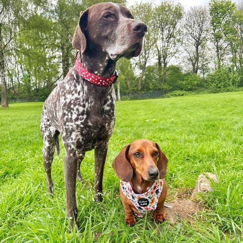 Pet Pooch Boutique - Wholesale Pet collar – Dog - Poppy Toadstool Polkas Dog Collar - OPTIONAL Bow Tie/Flower4