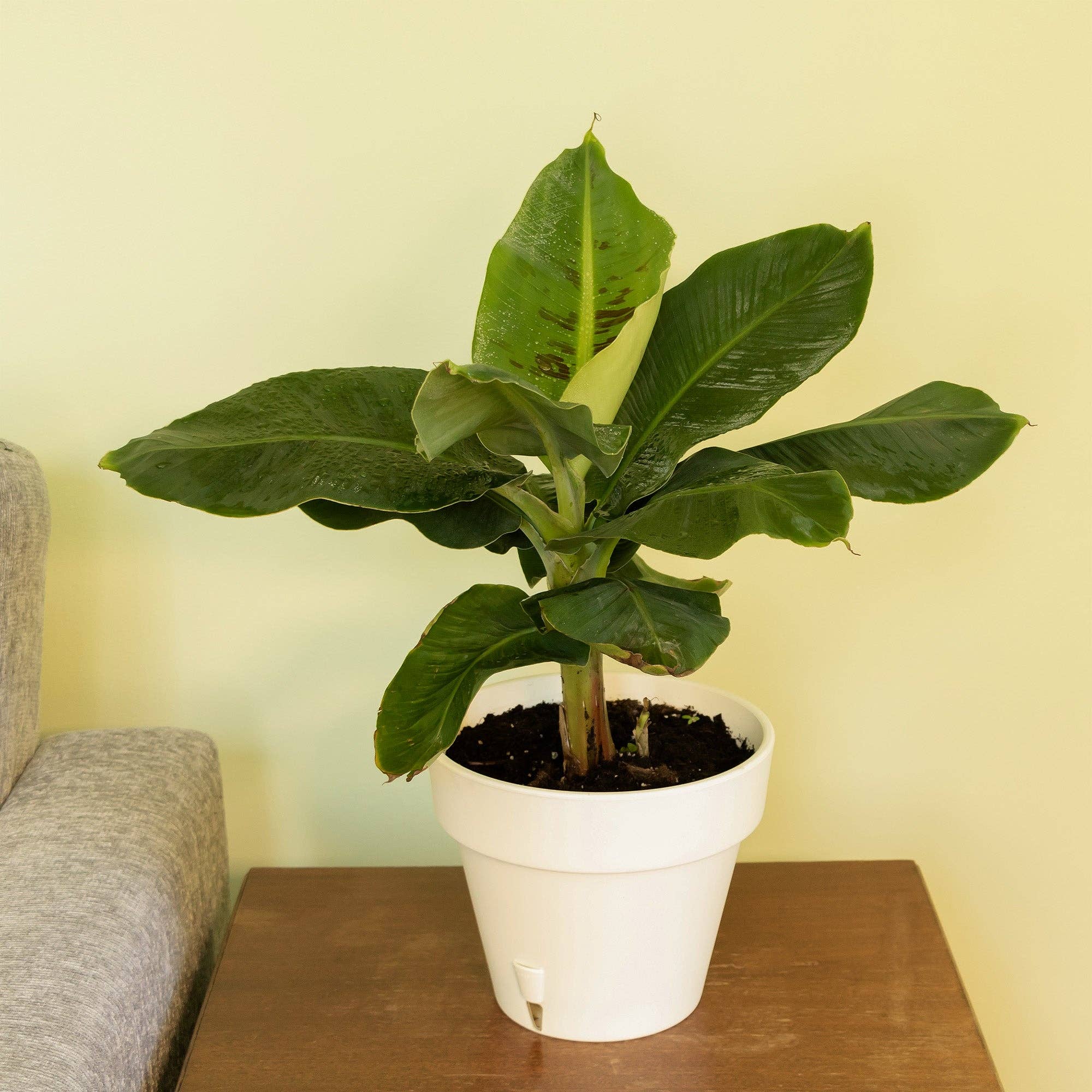 Kurated Korner - Venta al por mayor Tierra de plantar/abonada - Mezcla de tierra para macetas Soil Sunrise para árboles de plátano5