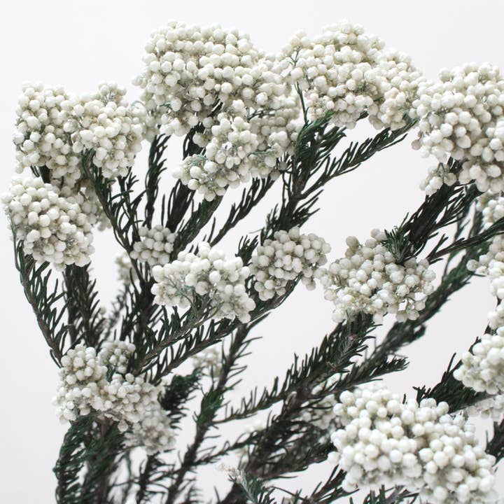 Rice Flower - Preserved for wholesale by Roxanne's Dried Flowers