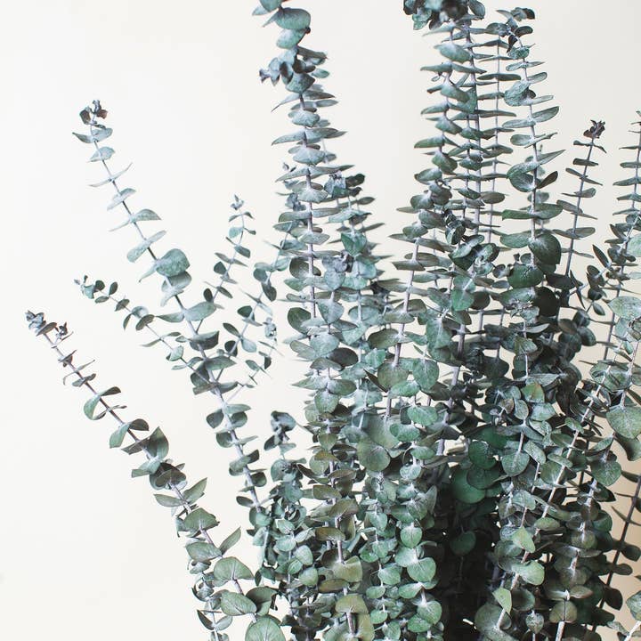 Idlewild Floral Co. - Wholesale Dried/Pressed Flowers - Preserved Green Spiral Eucalyptus1