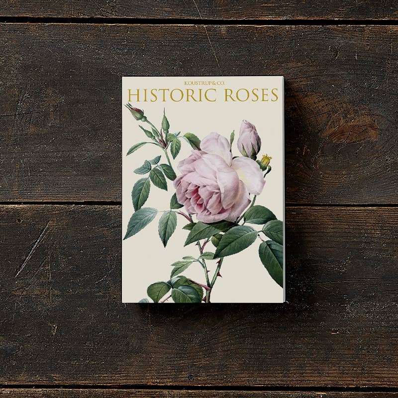 Koustrupco - Wholesale Stationery/Notecard Set - Cardfolder Historic Roses 8 cards w/8 envelopes