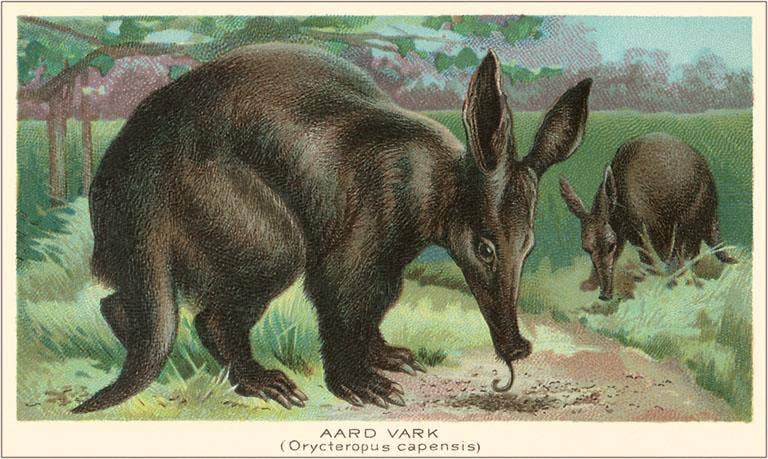 Found Image Press - Wholesale Postcard - Postcard AN-157 Aardvarks0