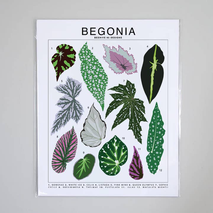 Begonia Species ID Chart - Botanical Houseplant Art Print for wholesale by Beehive 95 Designs