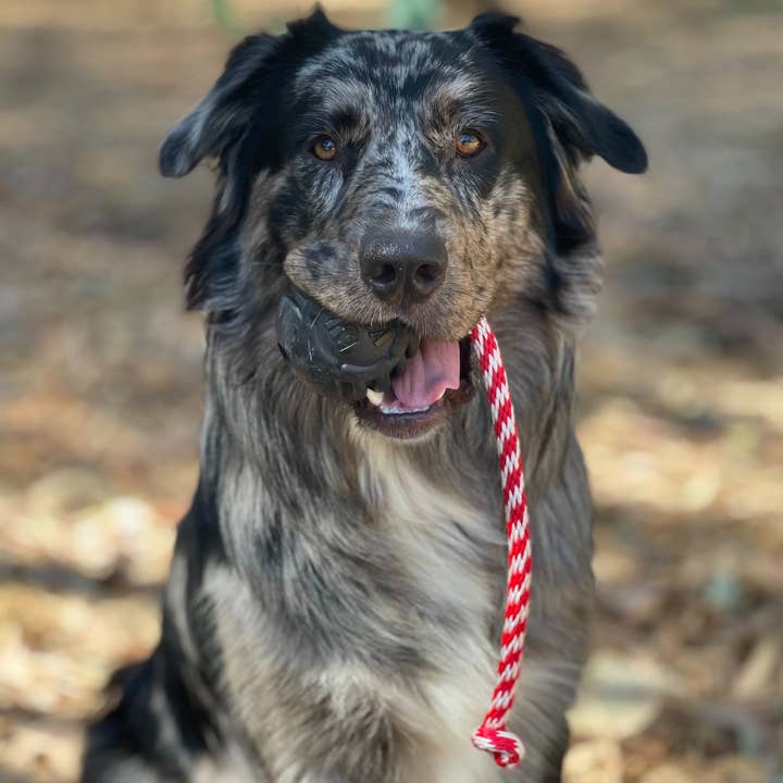 Rover Pet Products - Wholesale Pet chew toy – Dog - Magnum Stars & Stripes Ball Reward Toy3