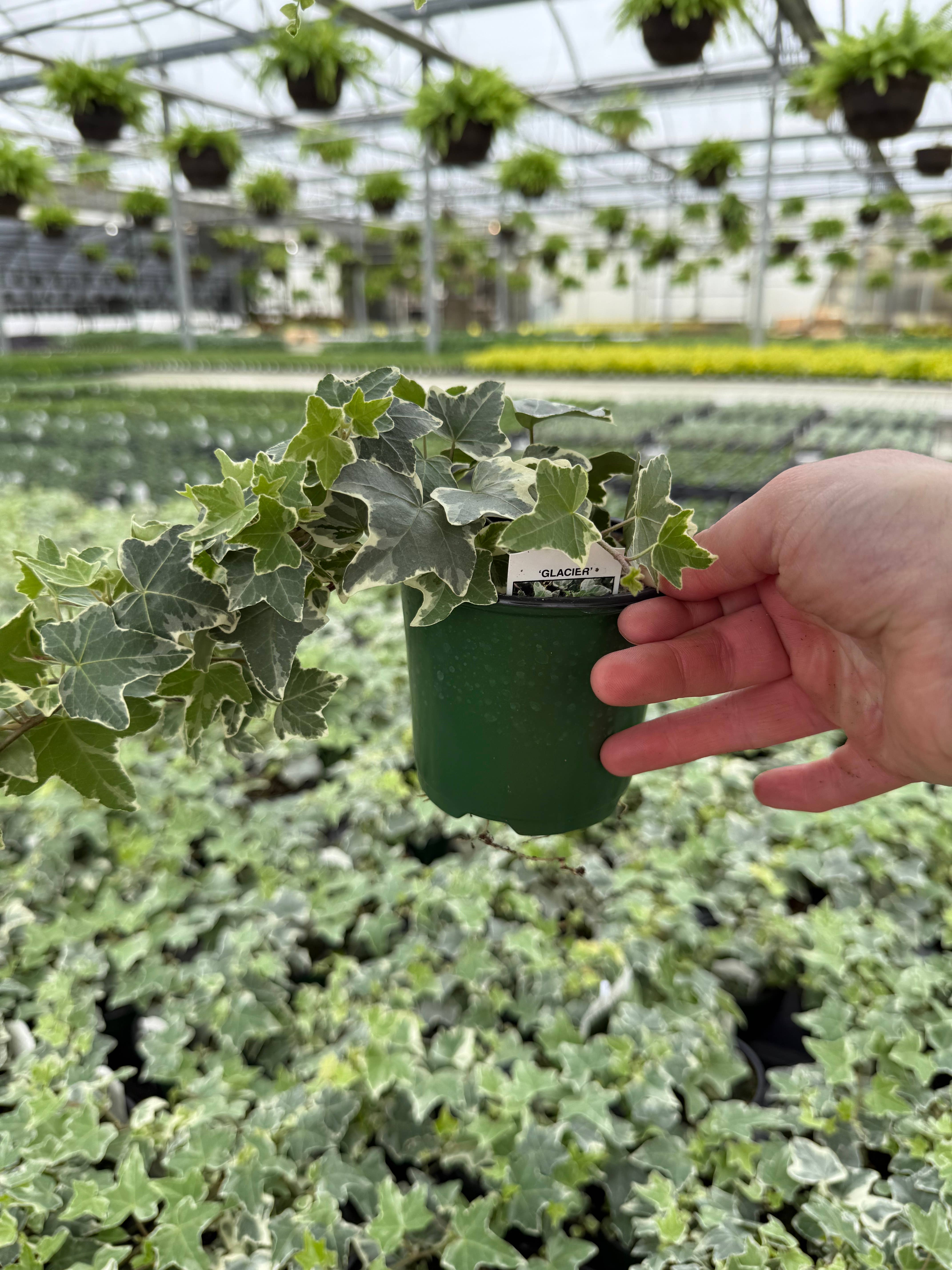 Blúme Gardens - Wholesale Live Plant - Hedera Glacier Ivy | Live Rooted Annual Plants | Live Rooted1
