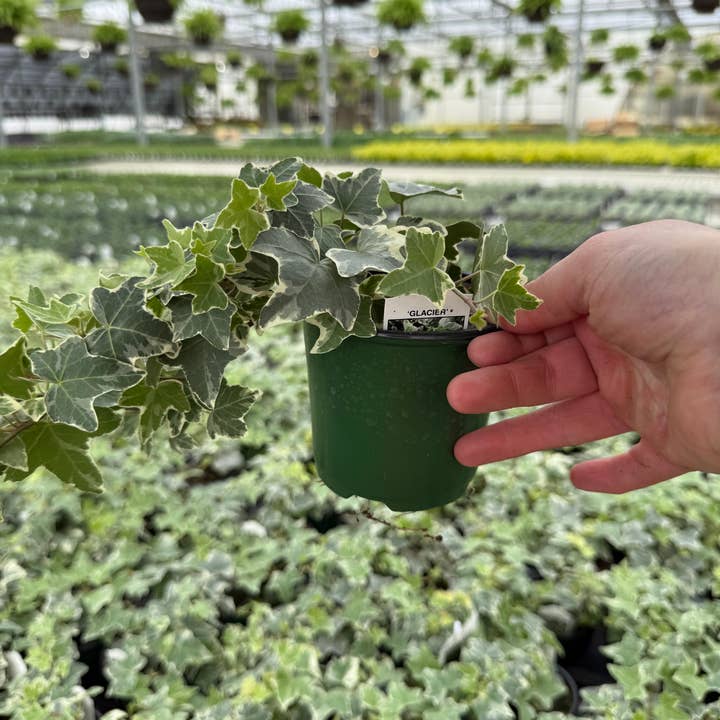 BlĂșme Gardens - Wholesale Live Plant - Hedera Glacier Ivy | Live Rooted Annual Plants | Live Rooted1