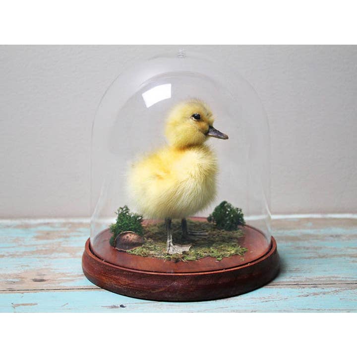 Patito taxidermizado en una cúpula para venta al por mayor de Newman Art Designs