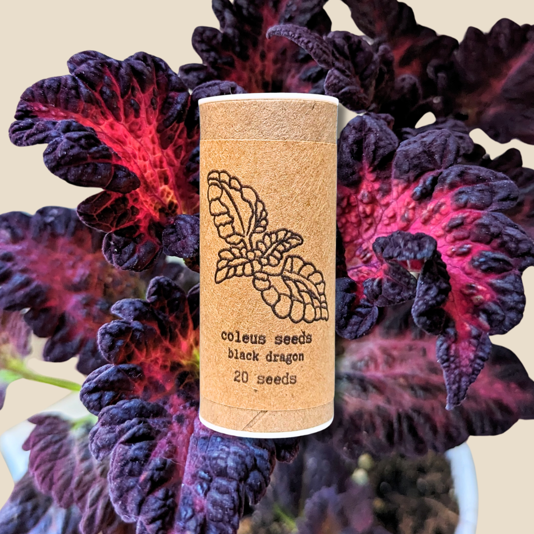 Plantflix - Vente Graines de plantes - Graines de plantes d'intérieur et de plantes tropicales7