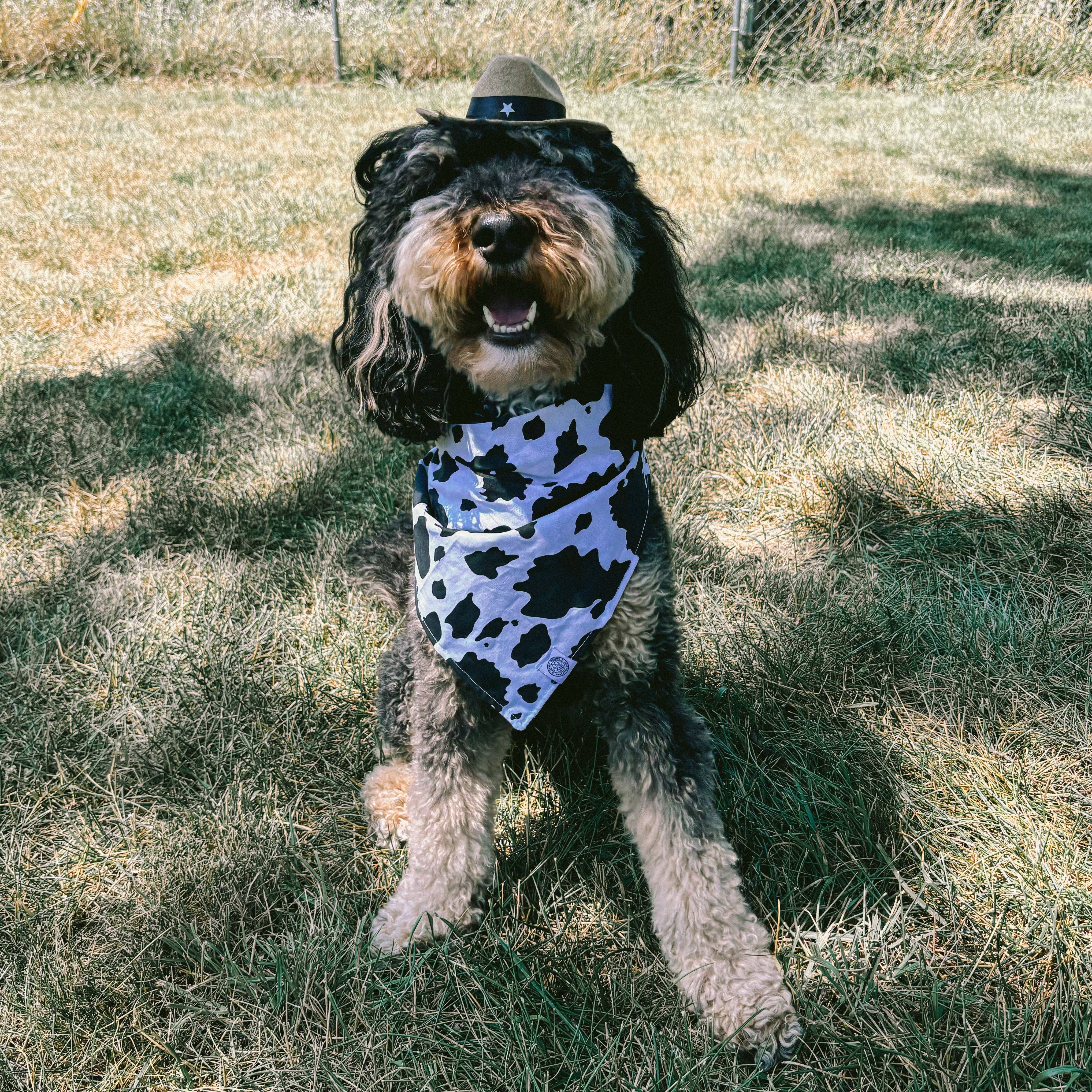 White Tucker Dog Bandana | Cow Print Western Cotton Pet Accessory for wholesale on Faire1