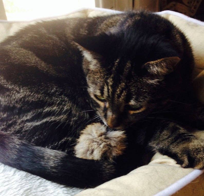 Whiskers 'n Paws Unique Pet Gifts, LLC - Wholesale Pet Toy - Cat - Max Cat Toy (MCT-005)1