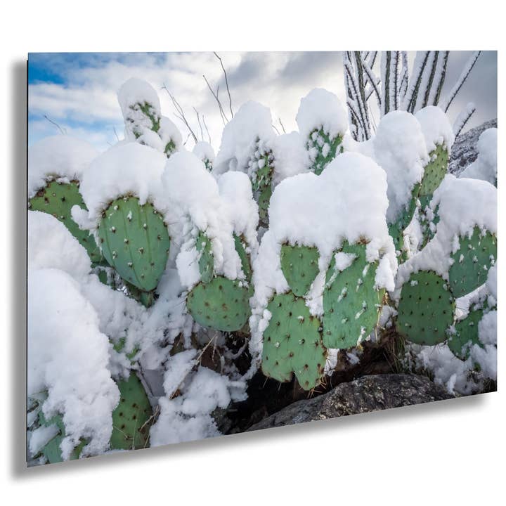 Snowy Prickly Pear Cactus Print: Tucson Desert Photography for wholesale by Images By Cheri