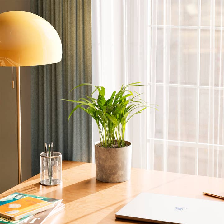 Lively Root - Wholesale Live Plant - Areca Palm Indoor Tree42