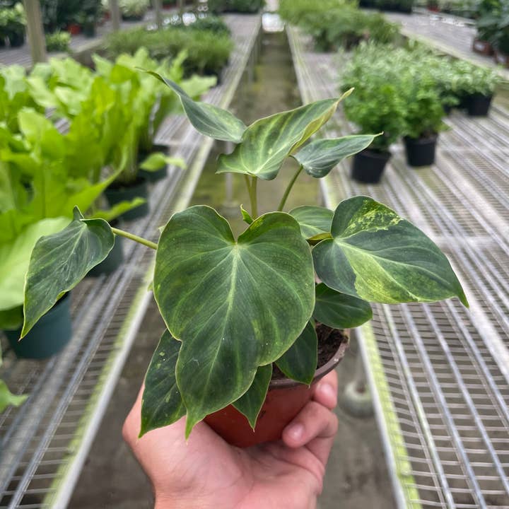 Philodendron 'Verrucosum'- 4" Topf für den Großhandel von House Plant Wholesale