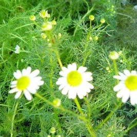 Smoke Camp Crafts - Wholesale Live Plant - Chamomile, Roman Plant, (Matricaria chamomilla) 2.5 inch pot1