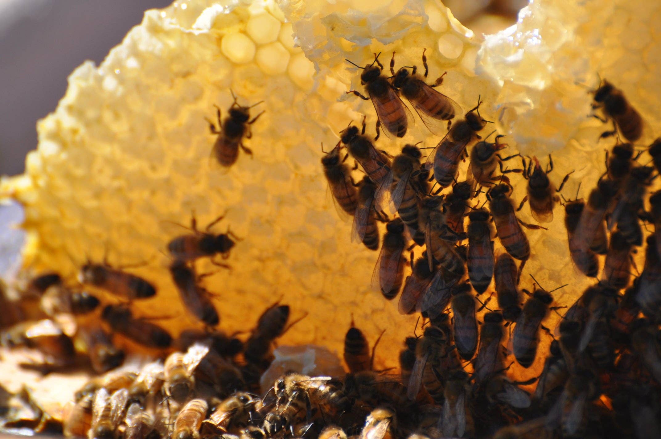 Rocky Mountain Honey Co. - Wholesale Honey - American Raw Honey Comb 8oz4