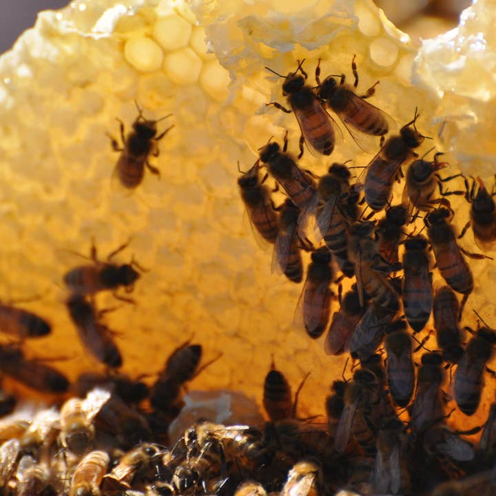 Rocky Mountain Honey Co. - Wholesale Honey - American Raw Honey Comb 8oz4