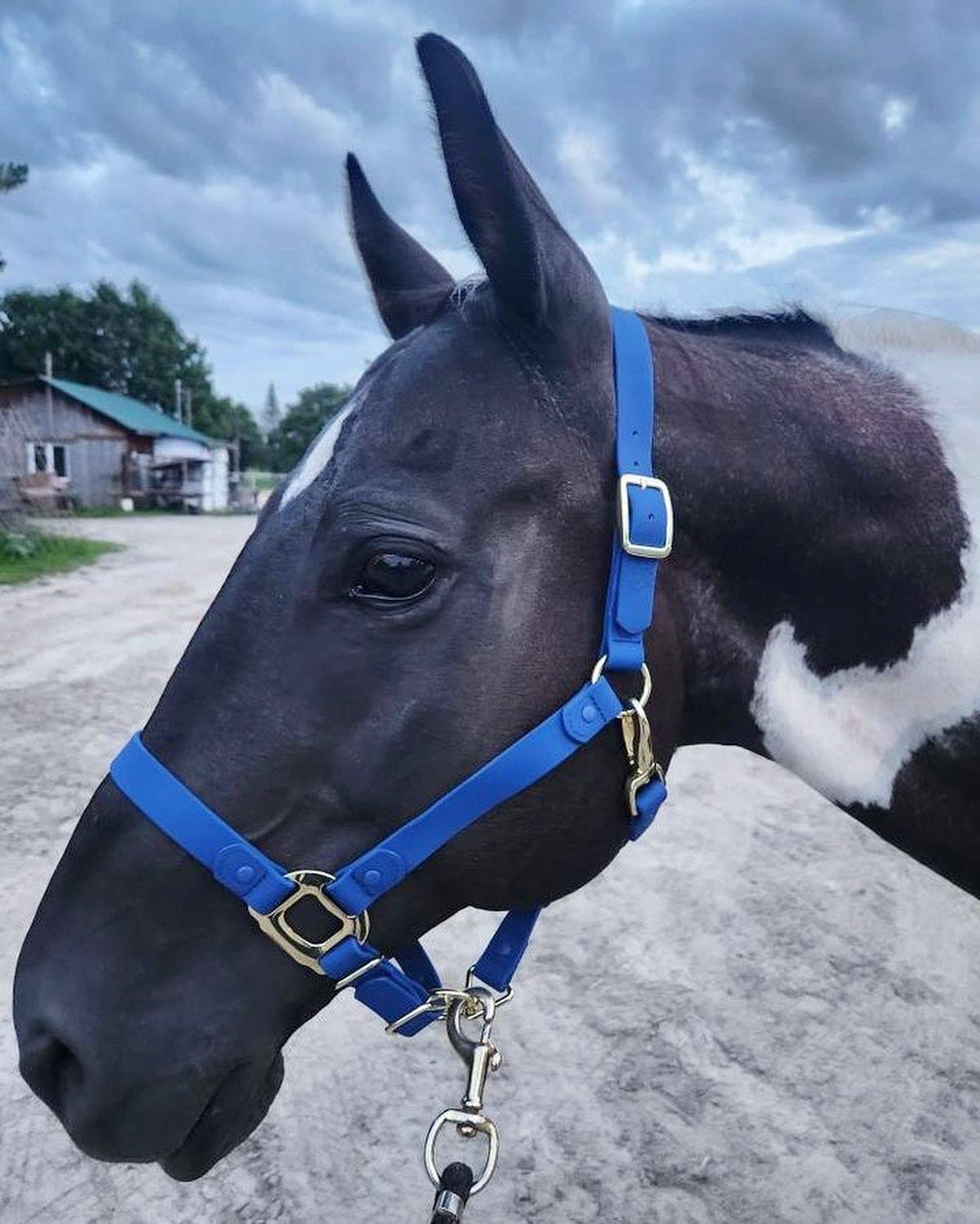 iDoggos – Engroshandel Rideudstyr – VANDTÆT Blue Horse grime * NU TILGÆNGELIG*1