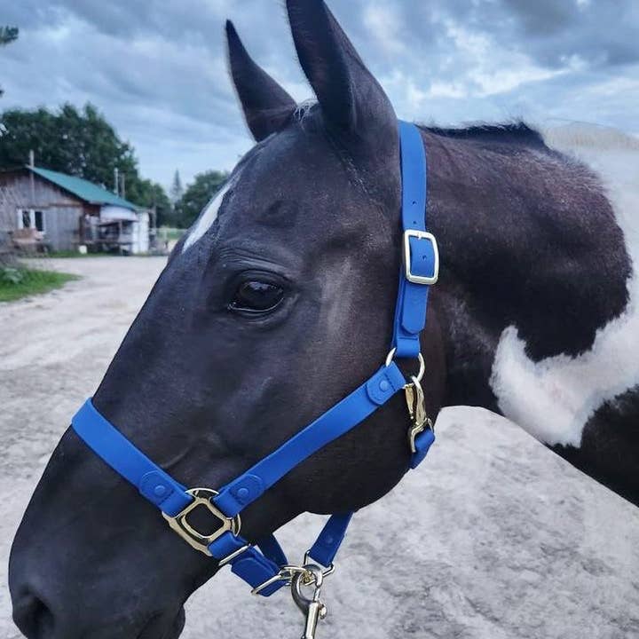 iDoggos – Engroshandel Rideudstyr – VANDTÆT Blue Horse grime * NU TILGÆNGELIG*1