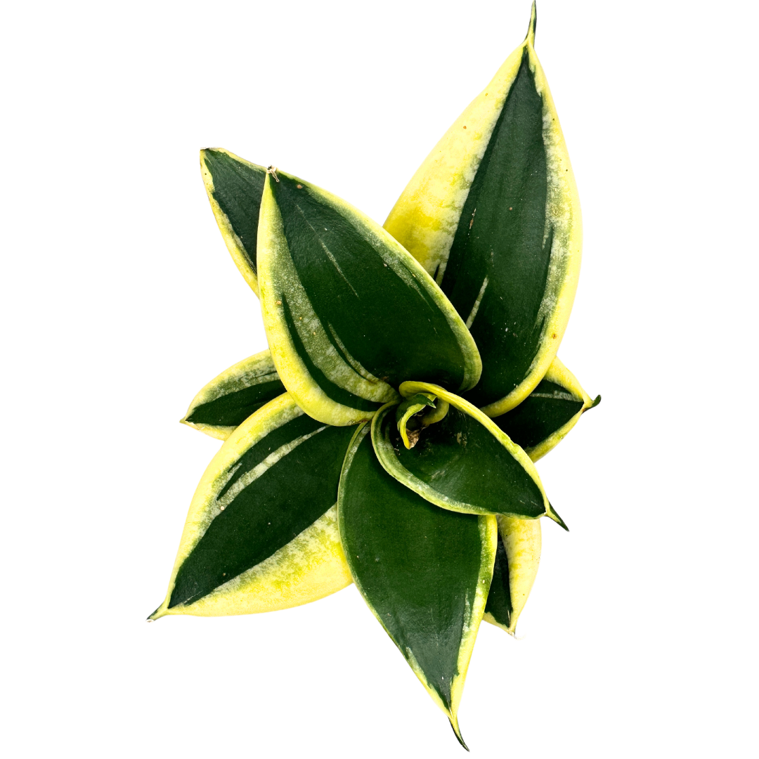 Flow State - Wholesale Live Plant - 4" Sansevieria Star Power Assorted (Sansevieria trifasciata)1