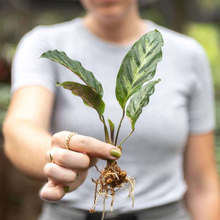 Air Plant Shop - Wholesale Live Plant - Calathea 'Prayer Plants' Rufibarba Fresh Rooted Cuttings1