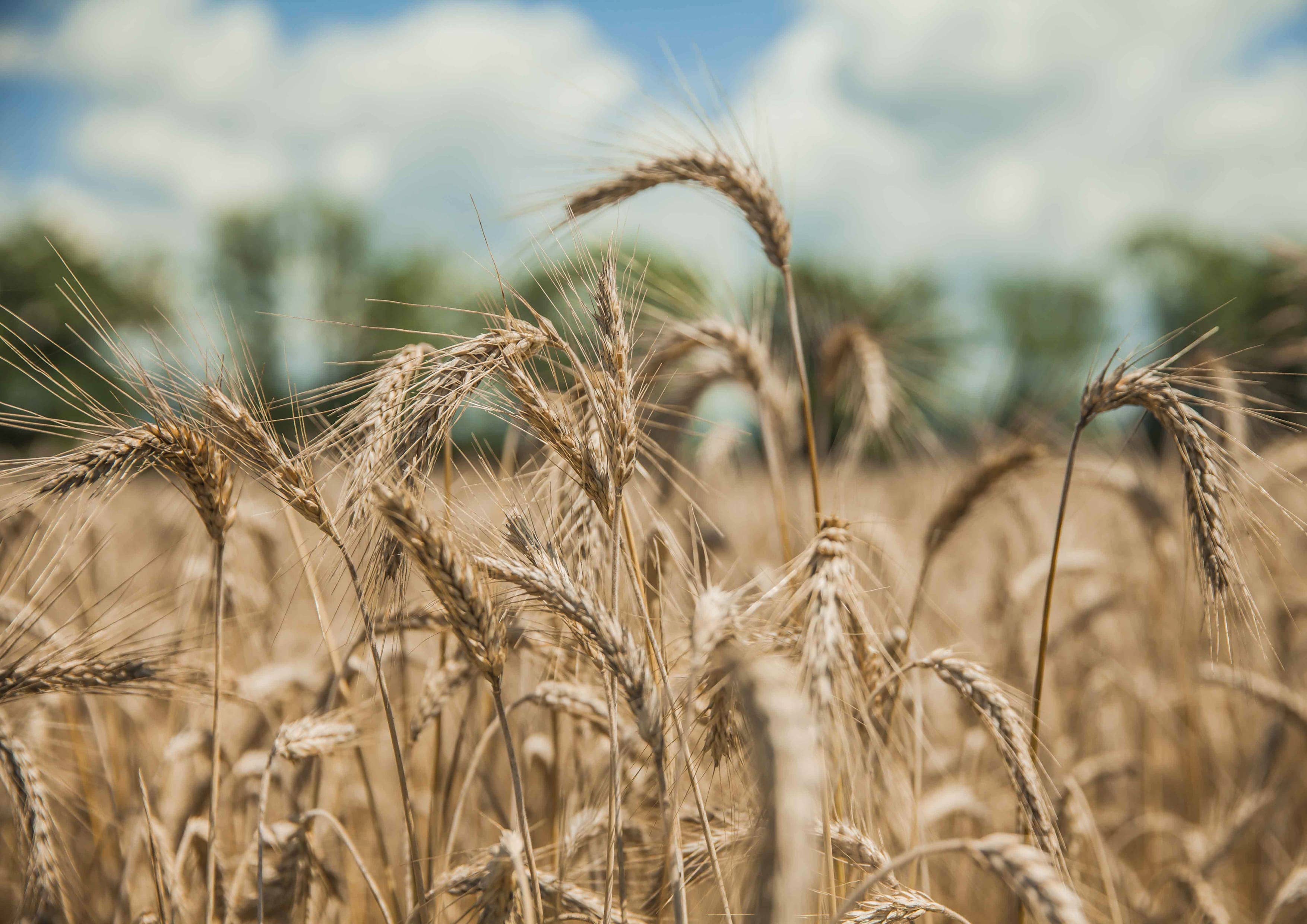 Food To Live - Wholesale Flour - Organic KAMUT Khorasan Wheat Flour - by Food To Live11