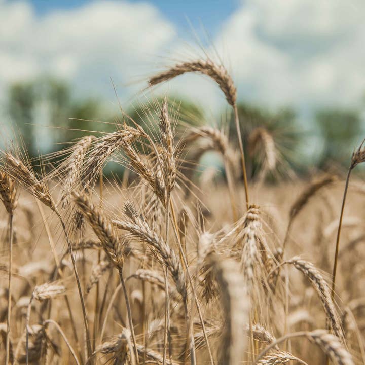 Food To Live - Wholesale Flour - Organic KAMUT Khorasan Wheat Flour - by Food To Live11