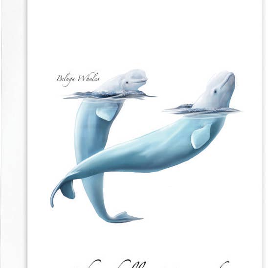 Beluga Whale for wholesale by Earth Sky + Water