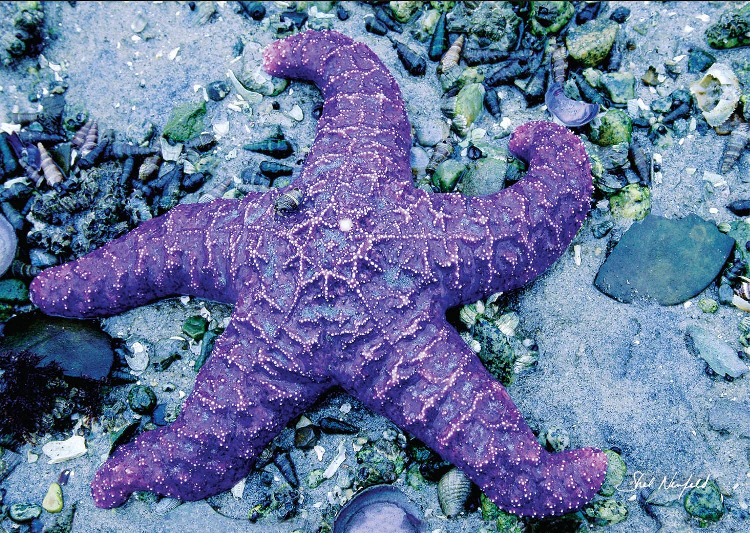 WildArt Photography Greeting Cards – Engroshandel Hverdagshilsen kort – Lilla Søstjerner0