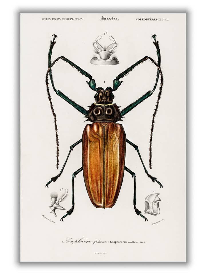 Enoplocerus Armillatus for wholesale by Stanley Print House