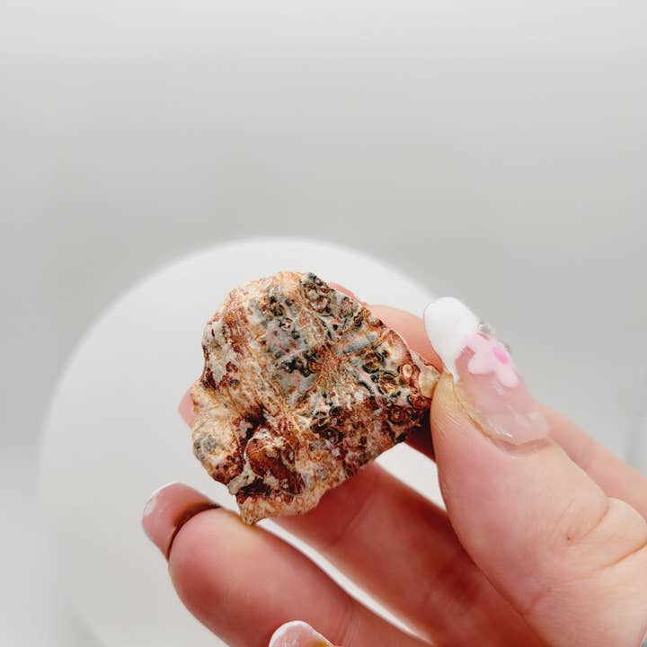 The Raven's Edge - Venta al por mayor Piedras/cristales espirituales - Reiki metafísico de piedra cruda de jaspe de piel de leopardo