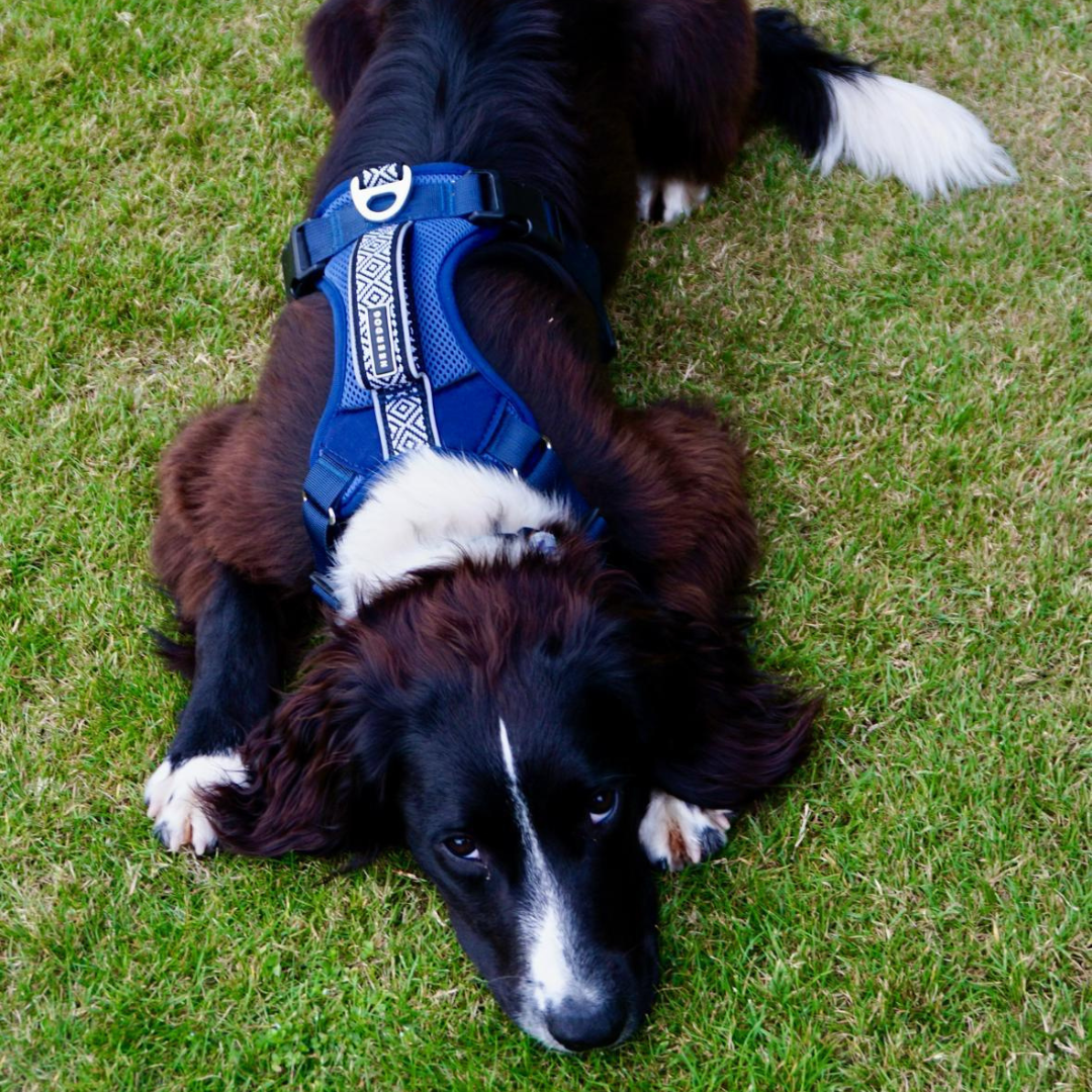 Air-Flow Harness - Dusk Blue for wholesale on Faire4