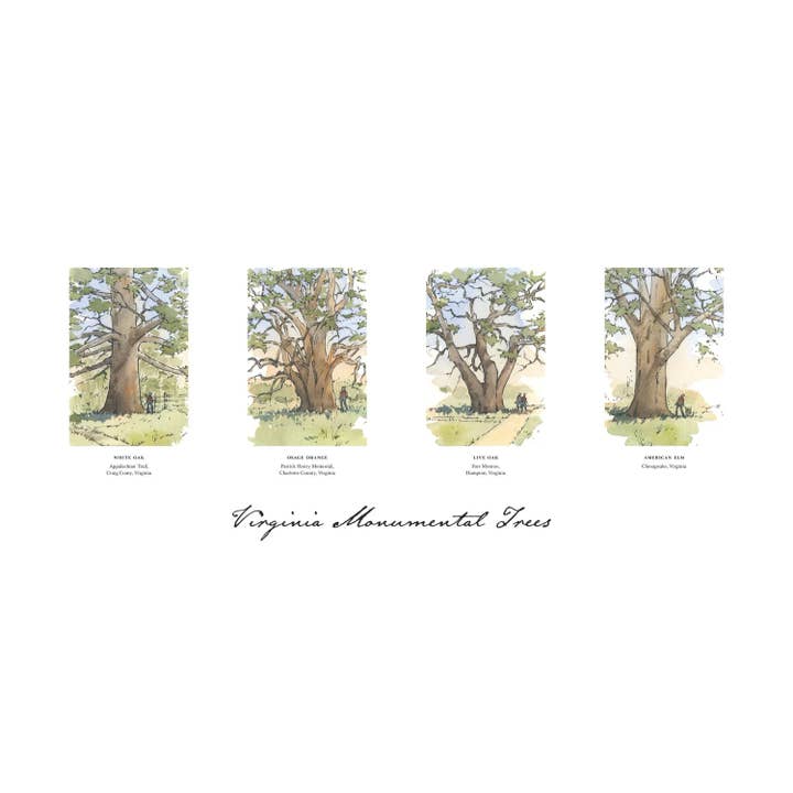 Peter Giraudeau - Wholesale Art Print - Virginia Monumental Trees I - Watercolor