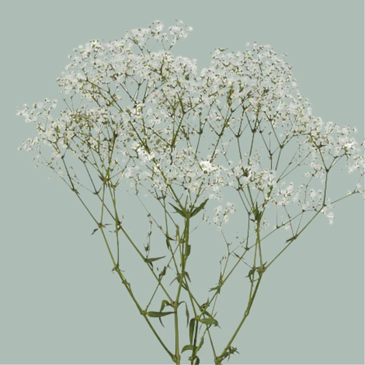 White Gypsophila Xlence (25 Stems) for wholesale on Faire0