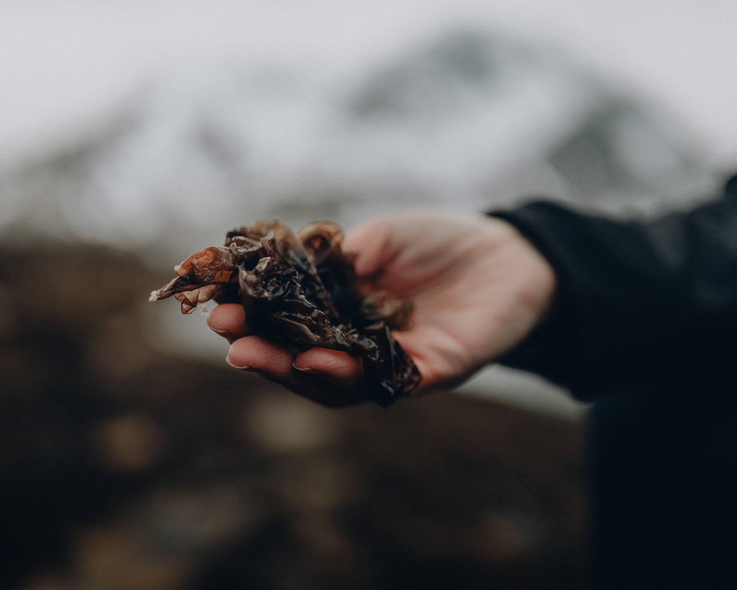 Lofoten Seaweed - Vente Légumes secs/déshydratés - Nori biologique 25 g1