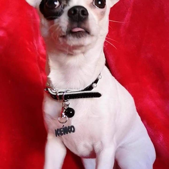 Tres Carmela - Wholesale Pet collar charm – Cat/dog - Personalized Dog or Cat Tag Pendant Sterling2