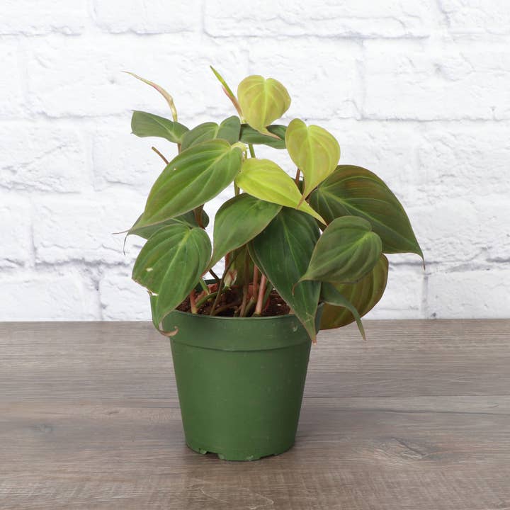 Thorsen's Greenhouse - Wholesale Live Plant - Philodendron Micans - Live Plant0
