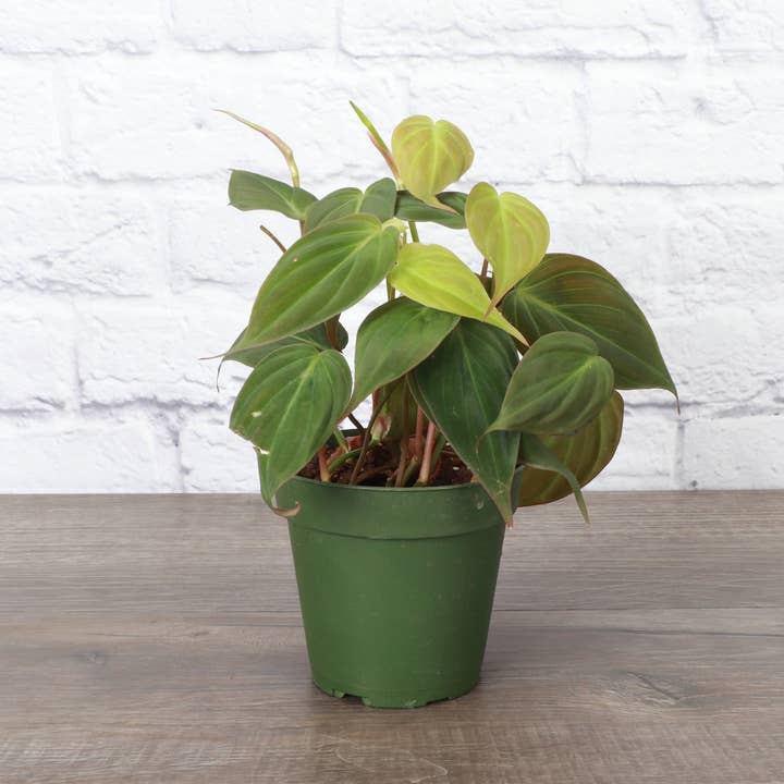Thorsen's Greenhouse - Wholesale Live Plant - Philodendron Micans - Live Plant