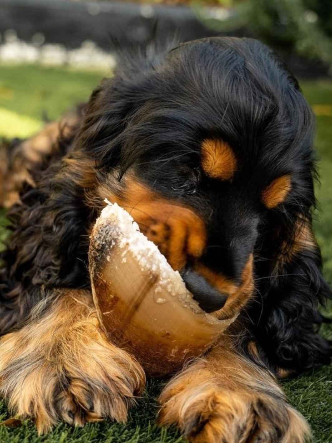 Truffe Délice – wholesale Pet bone/rawhide – Dog – Beef hoof1