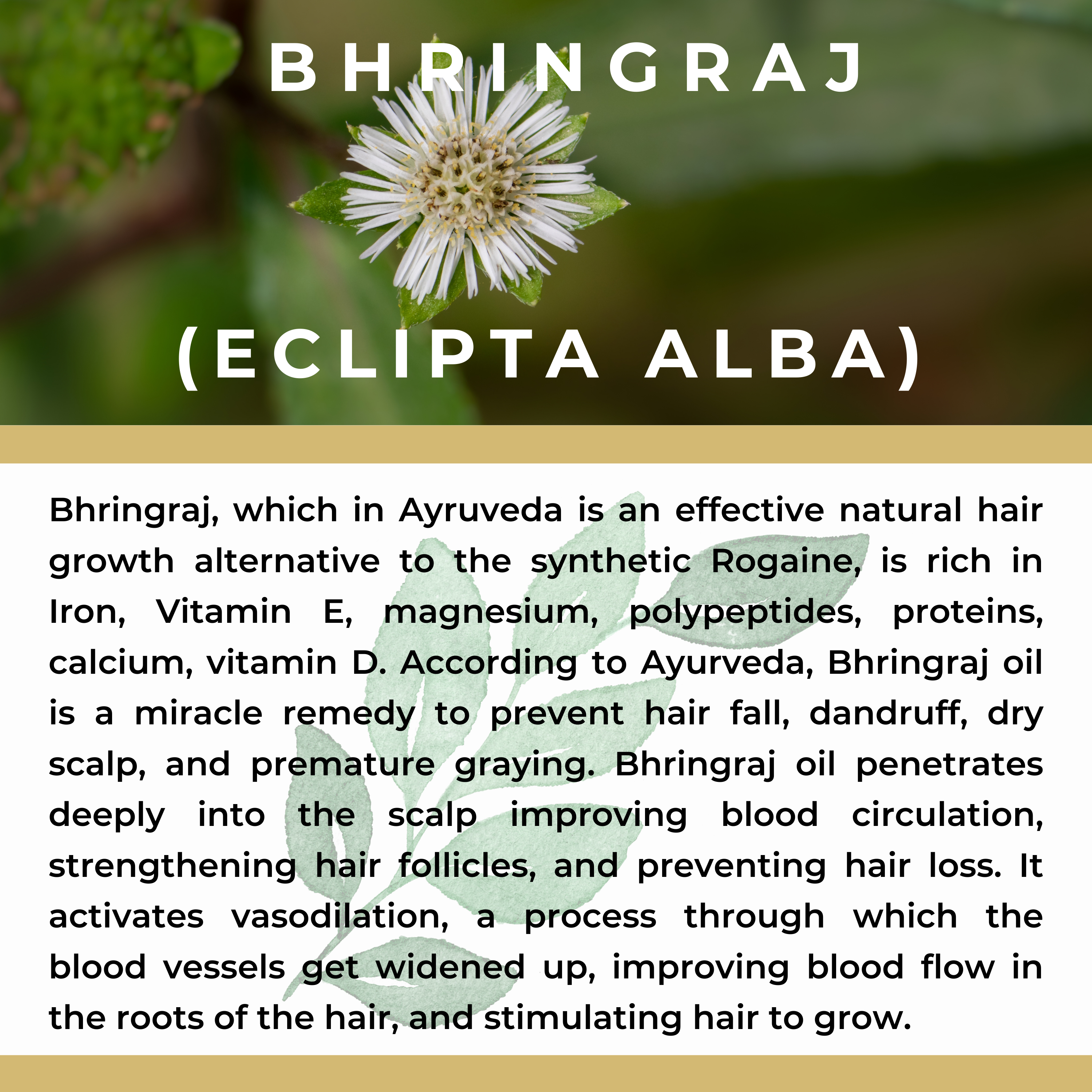 The Sacred Essence - Wholesale Hair Serum - MANA Ayurveda Hair Restoration Serum - Hair Superpower21