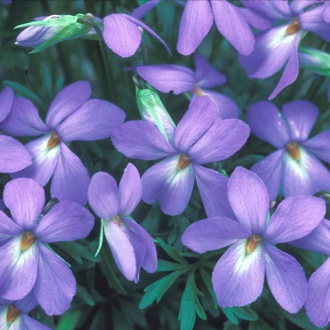 GardenPerspective - Vendita all'ingrosso Piante vive - 5 Bird's Foot Violet - Viola Pedata perenne a radice nuda 3