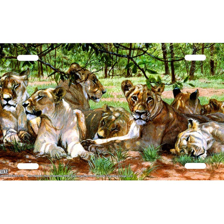 "Lion Siesta" - Decorative License Plate for wholesale by Airstrike