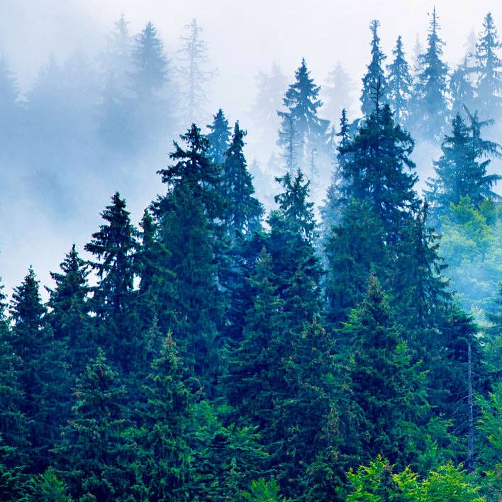 Soap Distillery - Wholesale Soap Set - Out of the Woods Three Soap Gift Set4