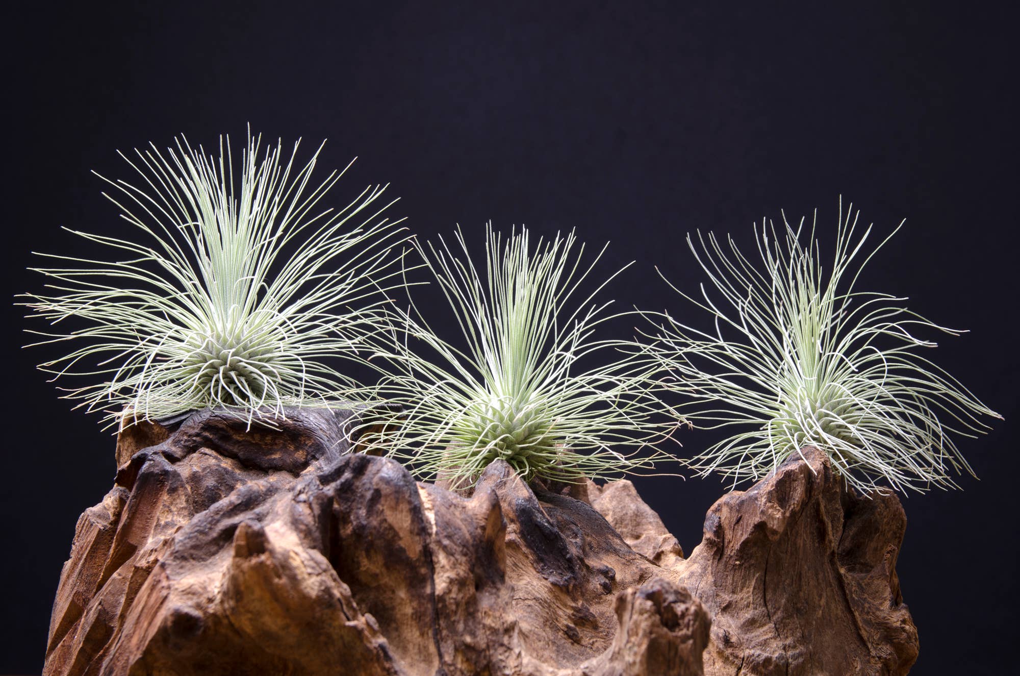 The Artizan Way - Vente Plante - Tillandsia Fuchsii Var. Gracilis3