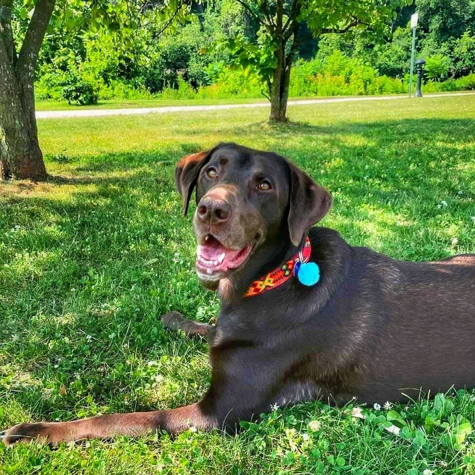 Mom And Pup Co. - Wholesale Pet Collar - Dog - XL Mexican Pet Collar - Colorful Leather Dog Collar, Boho2