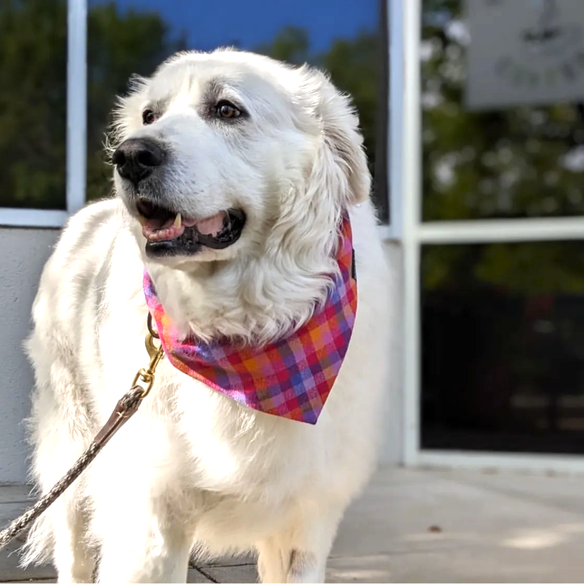 RUFFLECT Dog Bandanas – Großhandel Haustier-Bandana – Hund – RUFFLECT® Hundehalstuch aus kariertem Flanell mit Lupine5