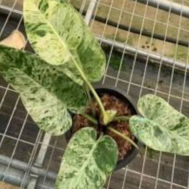 Philodendron giganteum "Blizzard" broget TC-plante | Sjælden stueplante for engroshandel hos OrchidBox