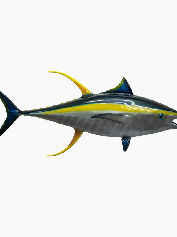 Thon albacore pour la vente par Bluewave Fish Mounts