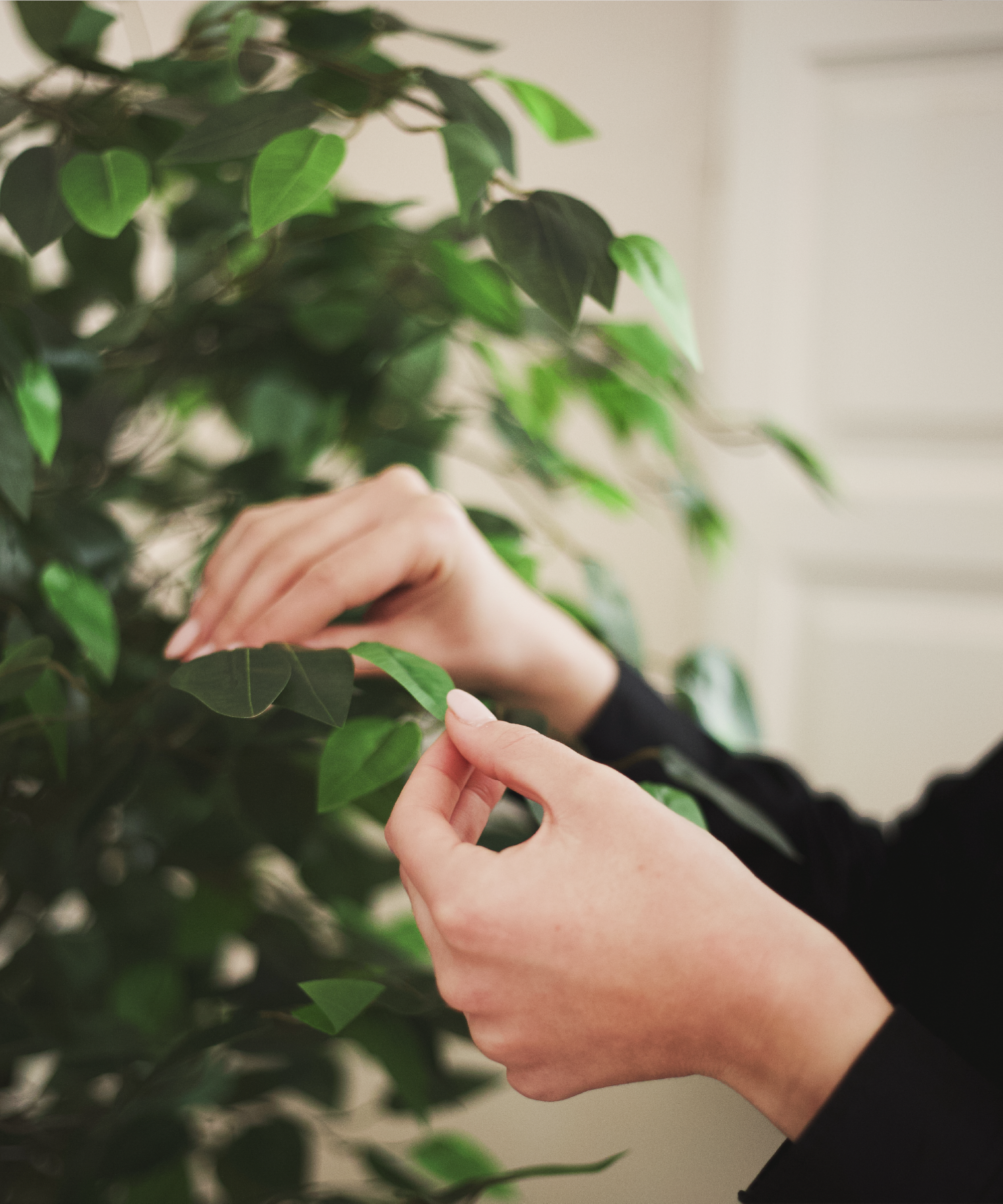 Maia Shop - Wholesale Artificial Plant - Artificial Ficus 2 Crowns 150 cm2