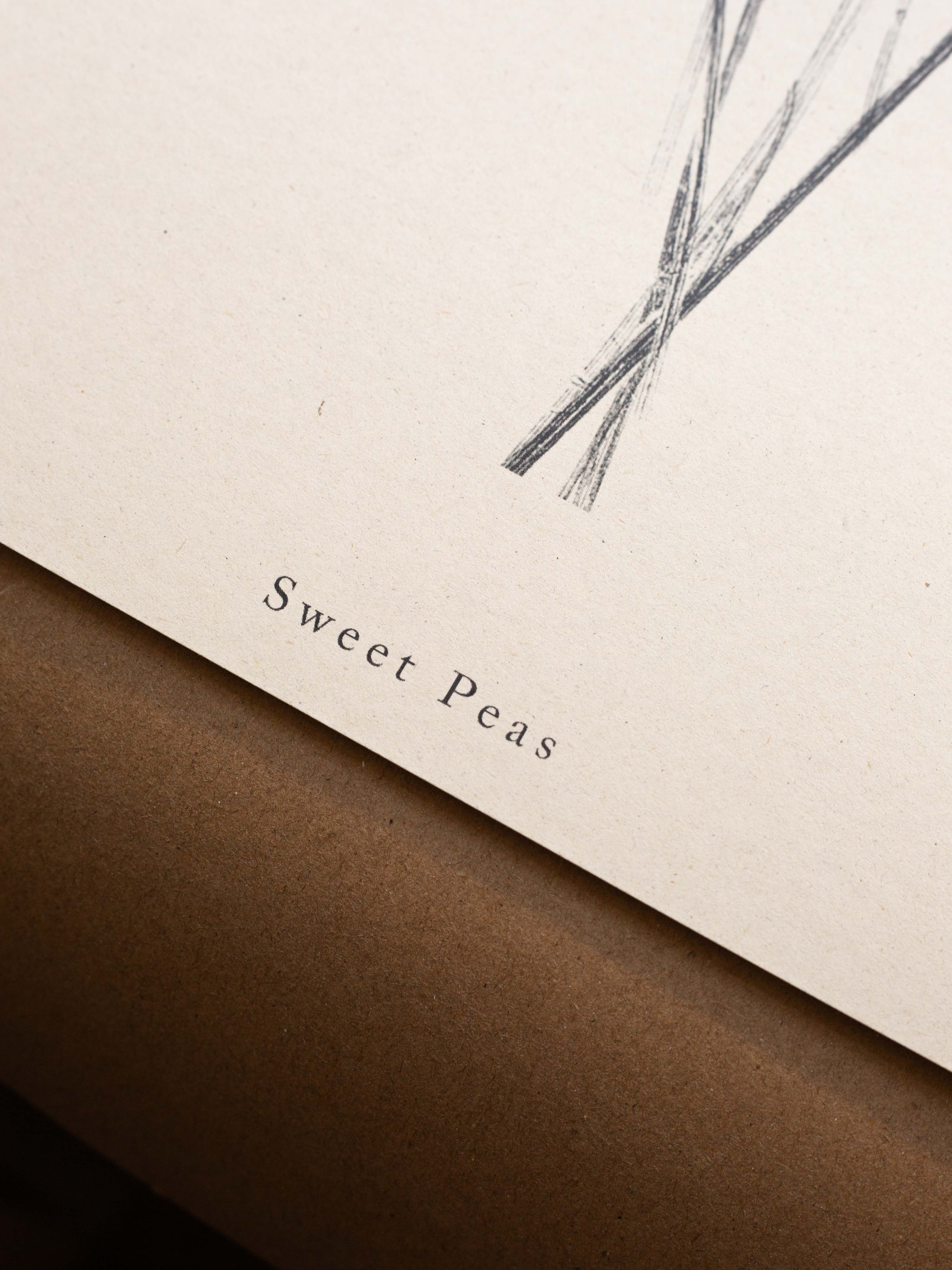 Alicia Breakspear - Wholesale Art Print - Botanical Art Print A5 A4 A3 Sweet Peas Flower Print 8