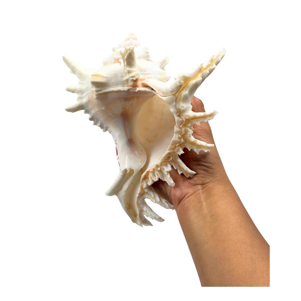 Earths Elements Wholesale - Wholesale Decorative Tabletop Object - Ramose Murex1